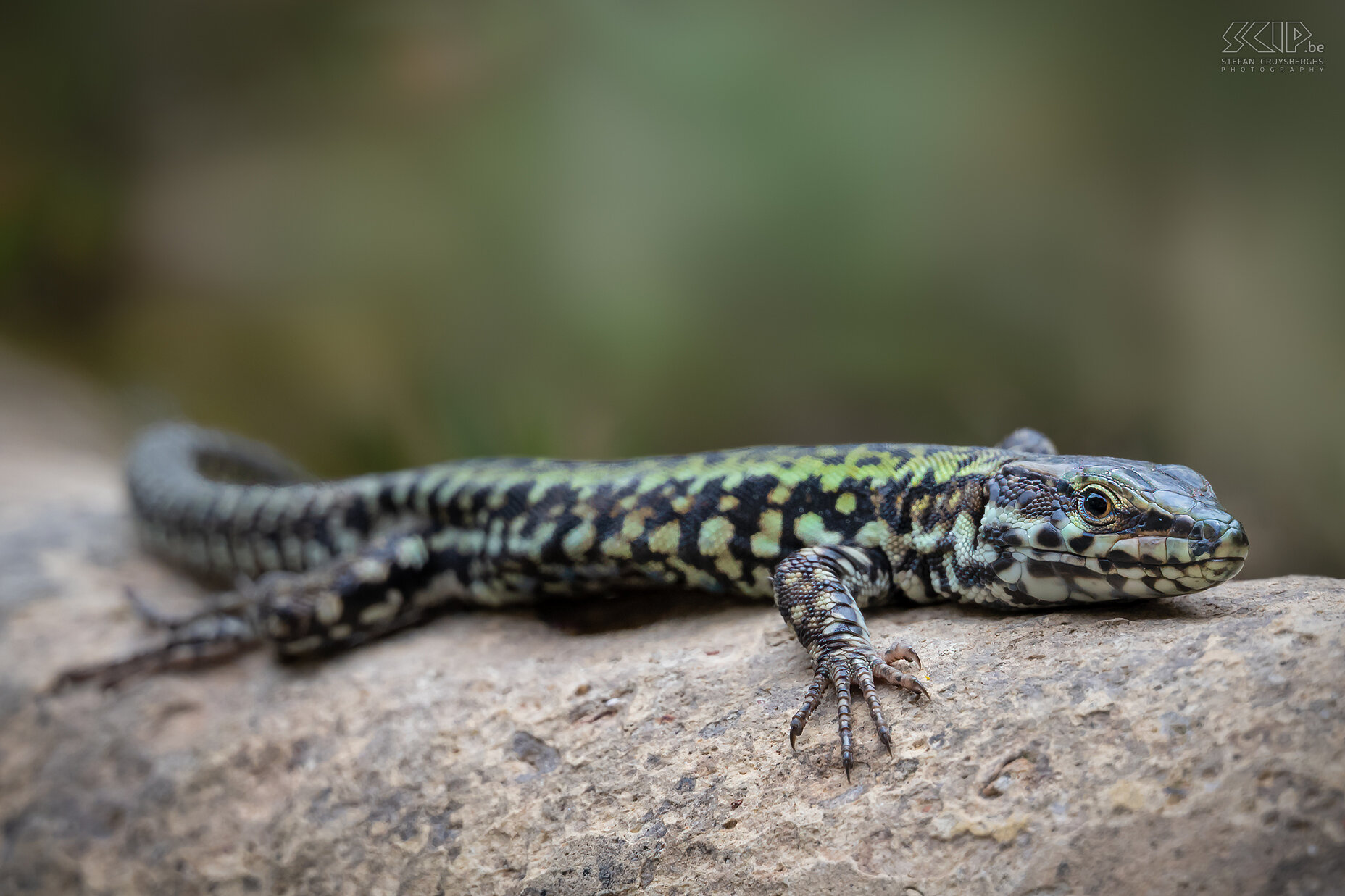 Monterosso al Mare - Italian wall lizard On the warm stones in Monteresso we could also spot several Italian wall lizards (Podarcis siculus). Stefan Cruysberghs